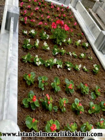 istanbul Mezarlık Bakımı istanbul Mezar Bakımı Çiçek Ekme